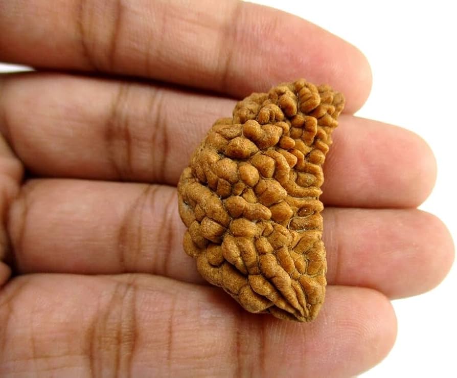 1 Mukhi Rudraksha
