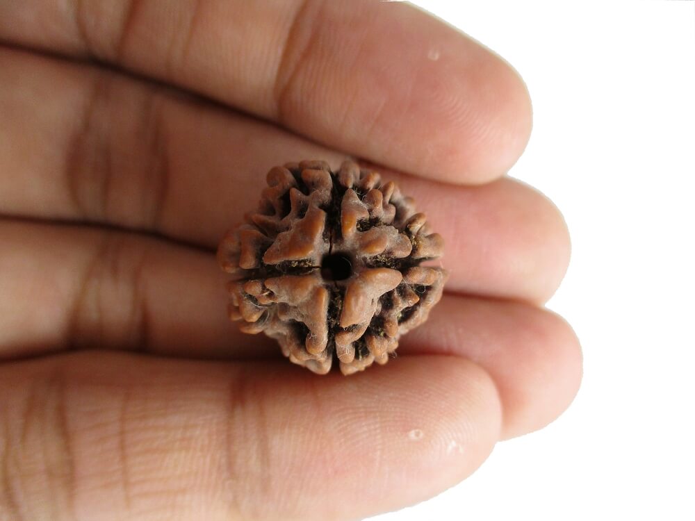 4 Mukhi Rudraksha